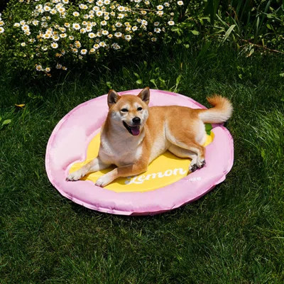Lemon Cooling Dog Bed | Wayfair North America
