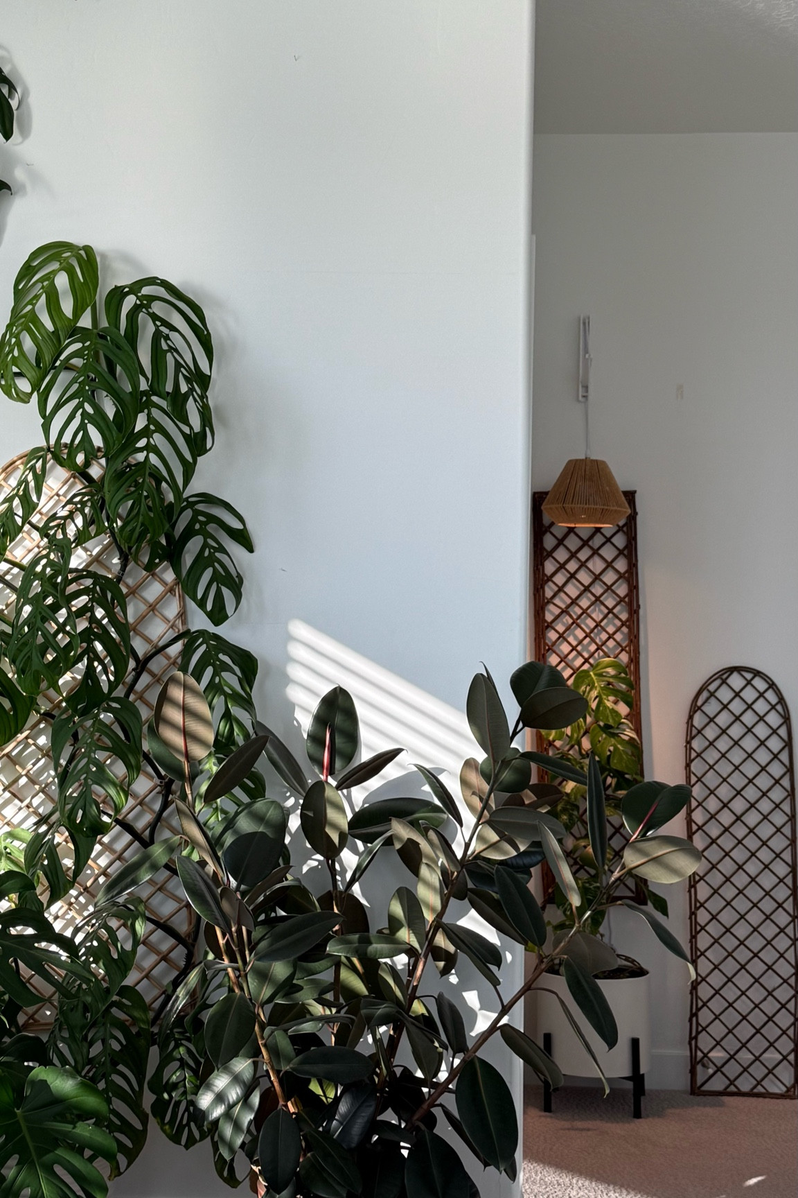 Houseplant trellises 

#LTKHome #LTKU