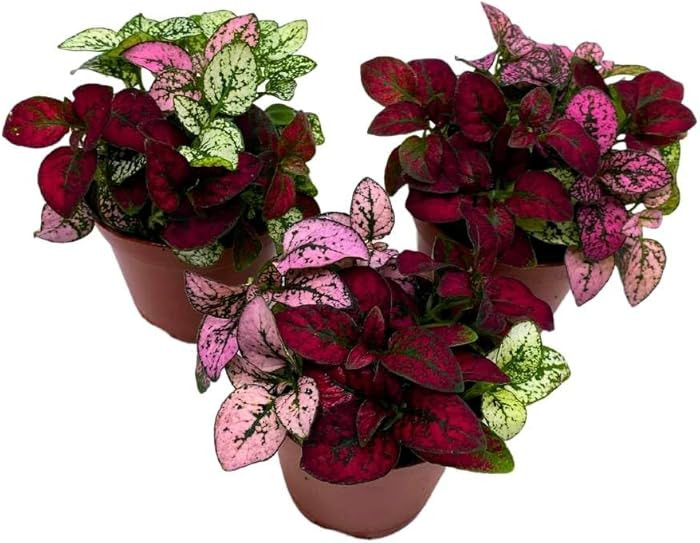 BubbleBlooms Tricolor Hypoestes phyllostachya 2 inch Set of 3 Flamingo Polka Dot Plant Red White ... | Amazon (US)