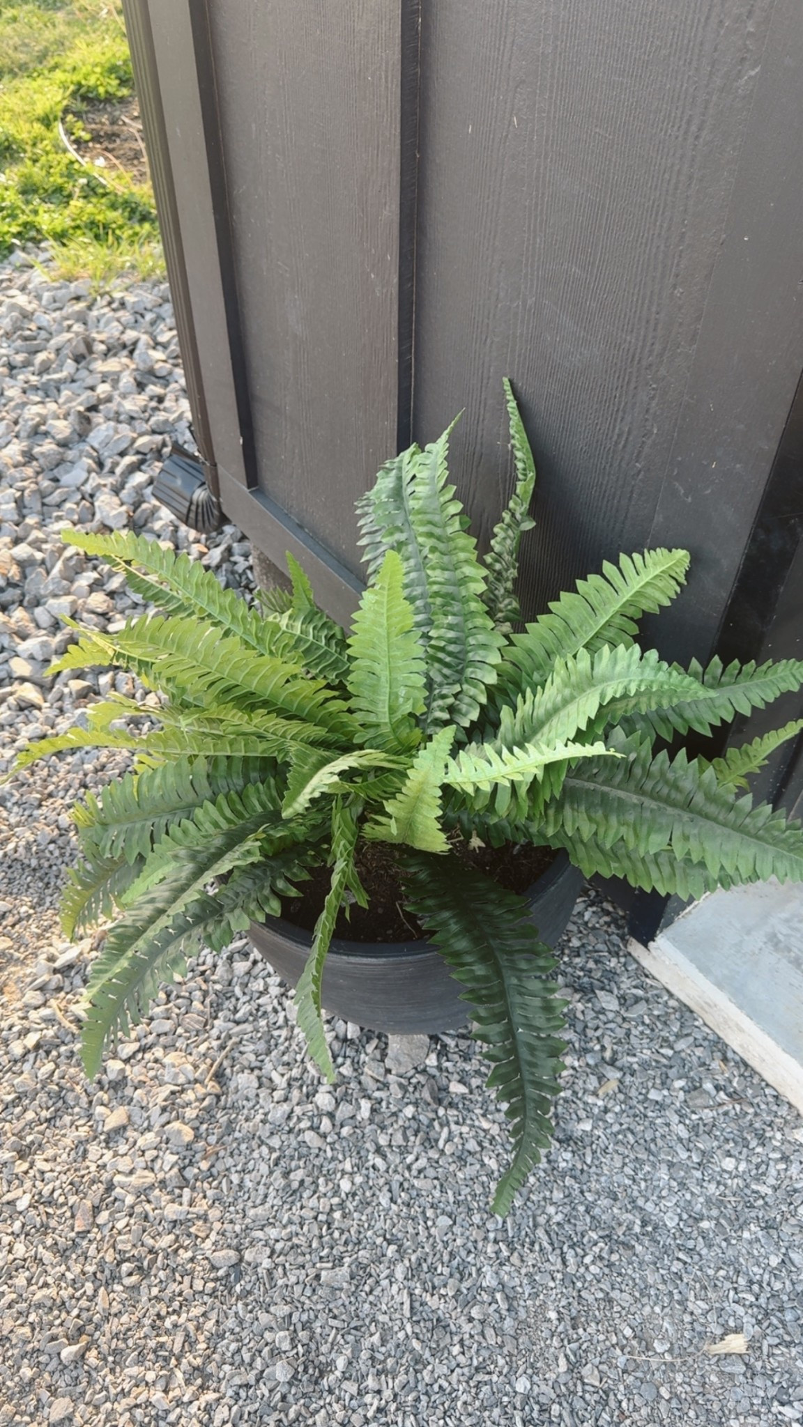 Love my faux ferns 

#LTKHome