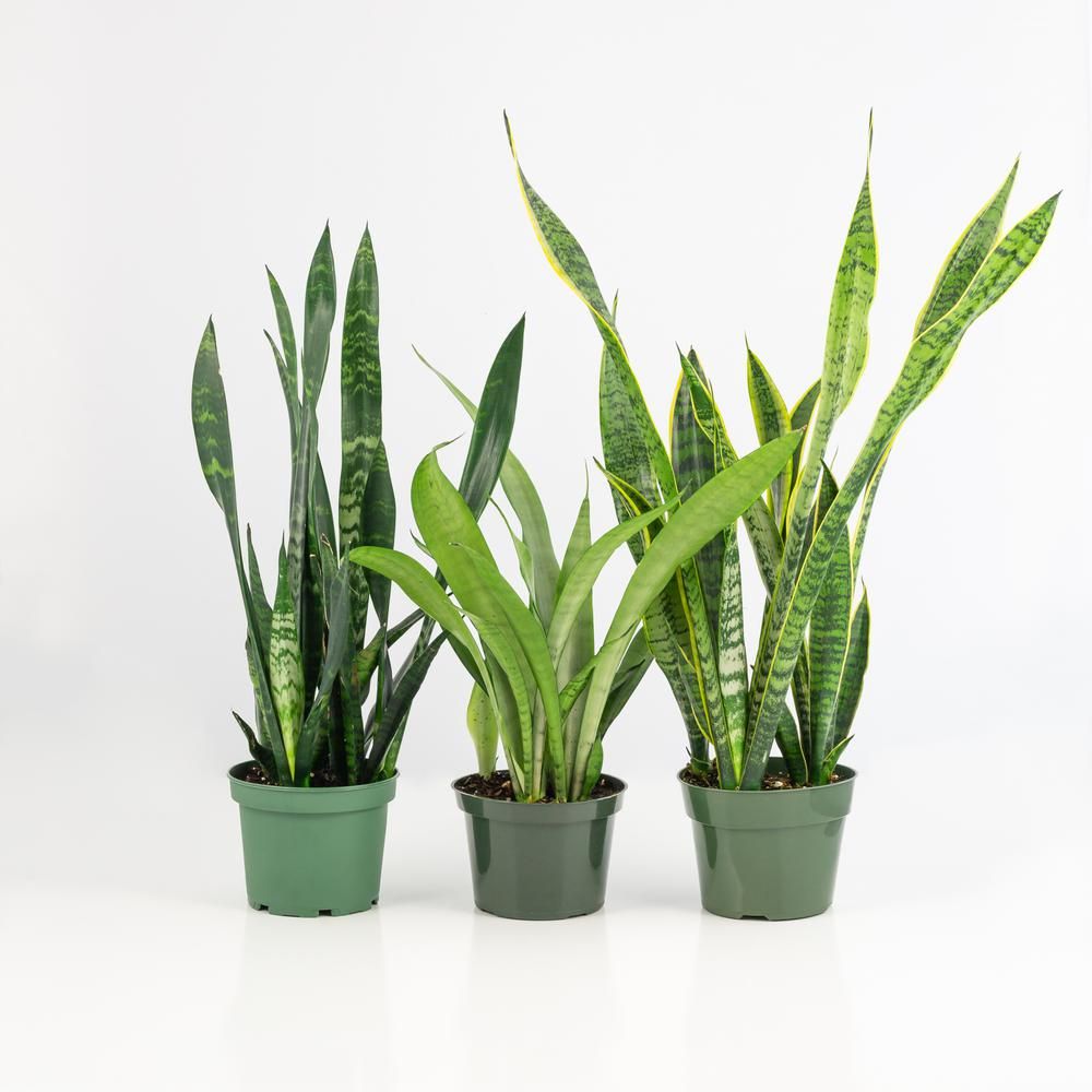 6 In.Snake Plant Collection Sansaveria Plant in black pots - 3 Piece | The Home Depot
