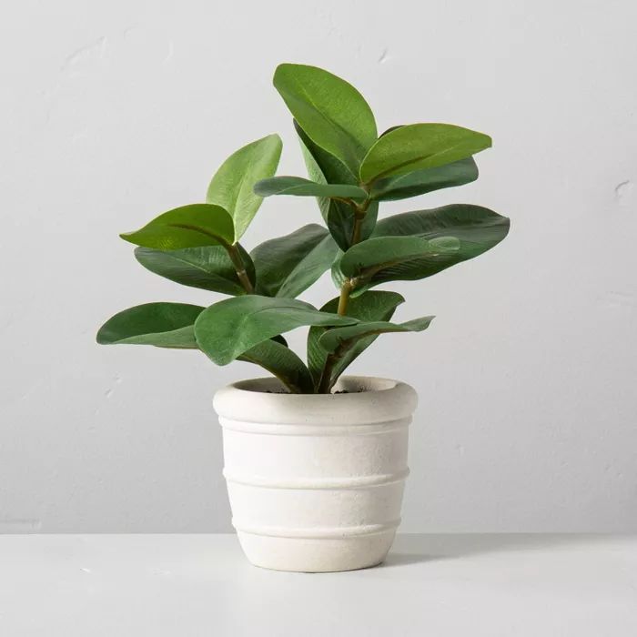 Faux Mini Clusia Rosea Potted Plant - Hearth &#38; Hand&#8482; with Magnolia | Target