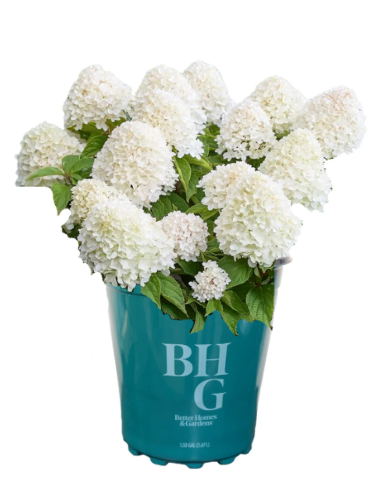 Better Homes & Gardens 1.5 Gallon Hydrangea Sugar Rush (White With Lime Tips) Shrubs Live Plants ... | Walmart (US)