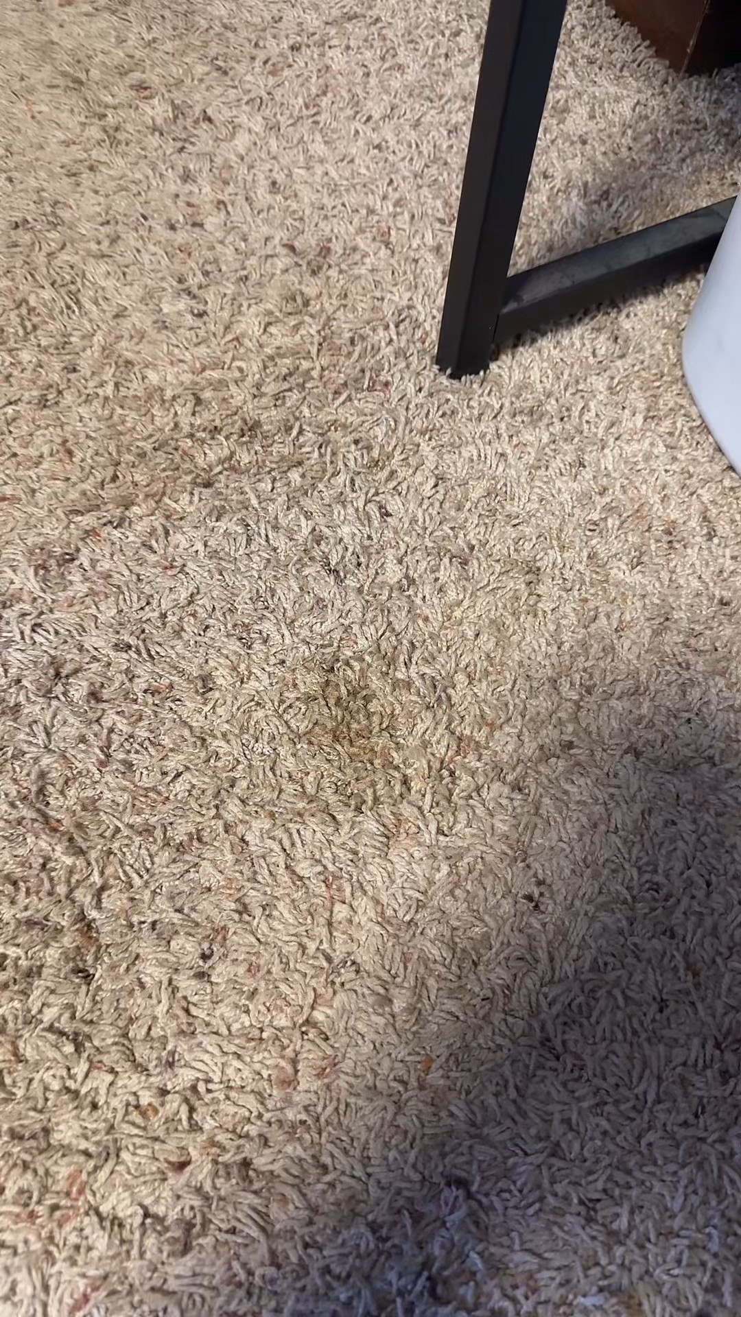 🐾 ACTIVE Pet Odor & Stain Eliminator Spray (32 oz)

“Erase pet accidents instantly 🐶🐱 This enzyme-powered cleaner removes tough urine stains & odors from carpet, furniture & hardwood—with a fresh citrus scent.”
#LTKpets #LTKhome #LTKclean #LTKfamily #petcare 

 #LTKHome #LTKPets #LTKFamily