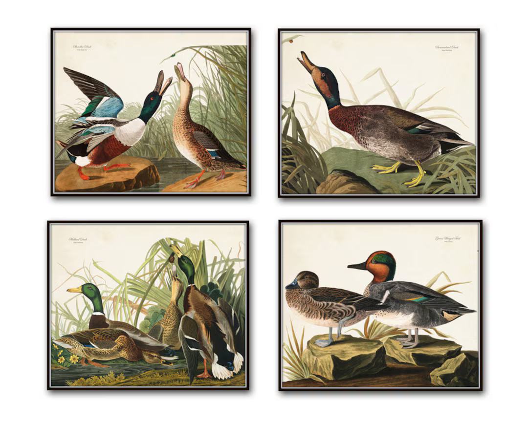 Vintage Audubon Duck Print Set No. 1, Bird Hunting Art, Wall Art Print, Coastal Decor, Vintage Bi... | Etsy (US)