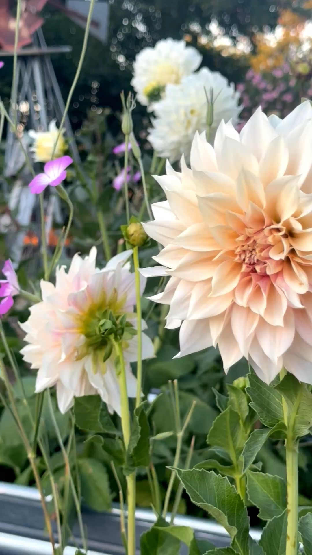 Beautiful cafe au lait dahlias in my metal stock tank, which I converted into a raised metal garden bed! Great Father’s Day gift idea for dad! ❤️

#LTKSeasonal #LTKHome #LTKdayinmylife