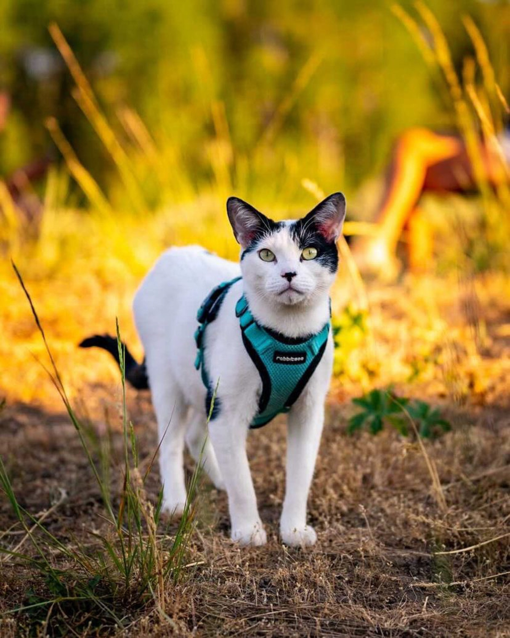 perfect adventure cat harness - travel cat 

wearing size S - 13 lbs 

#LTKunder100 #LTKFind #LTKunder50