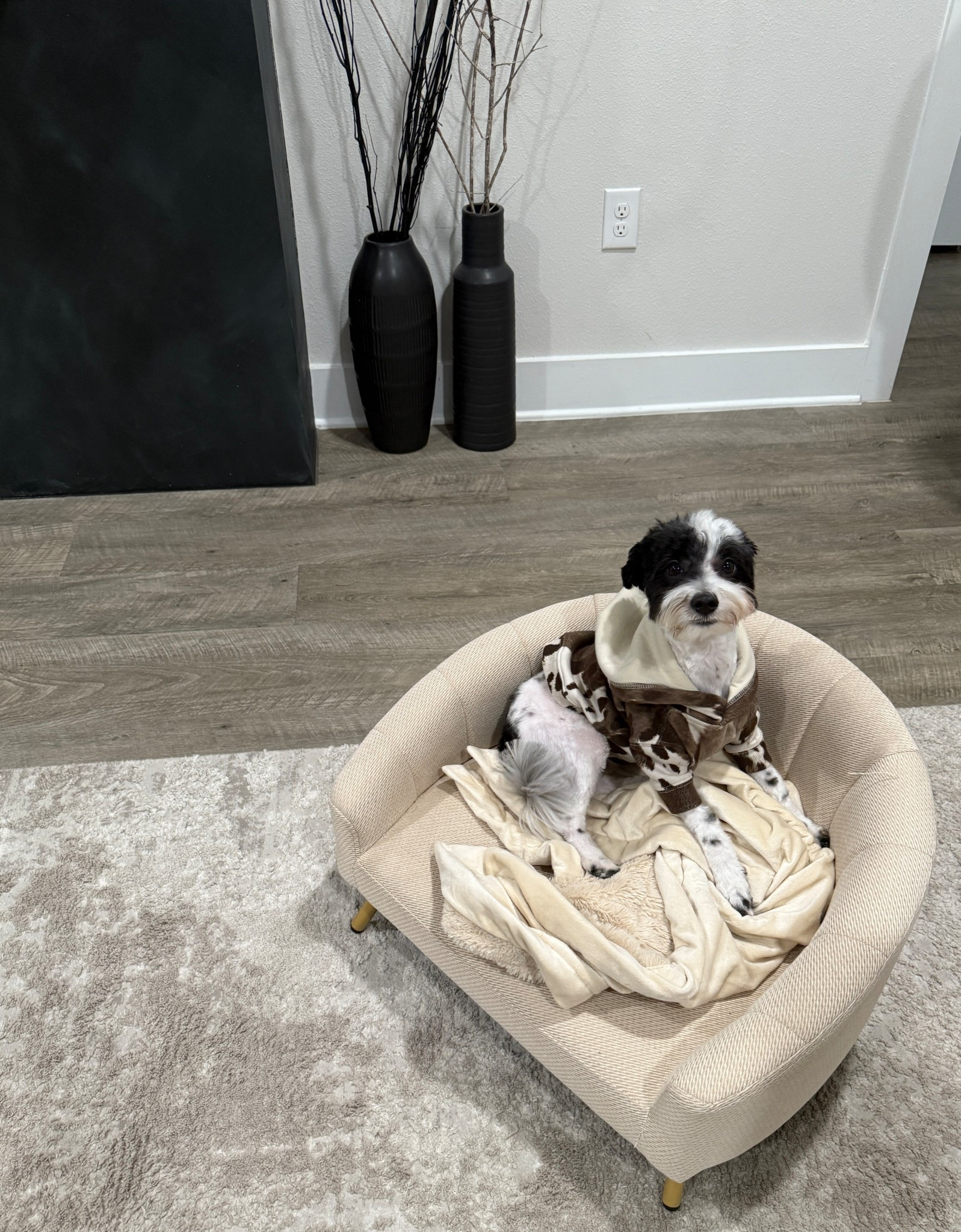 Stopppp the cutest puppy sweater! #puppyclothes #dogfashion 

#LTKStyleTip #LTKSeasonal #LTKPets