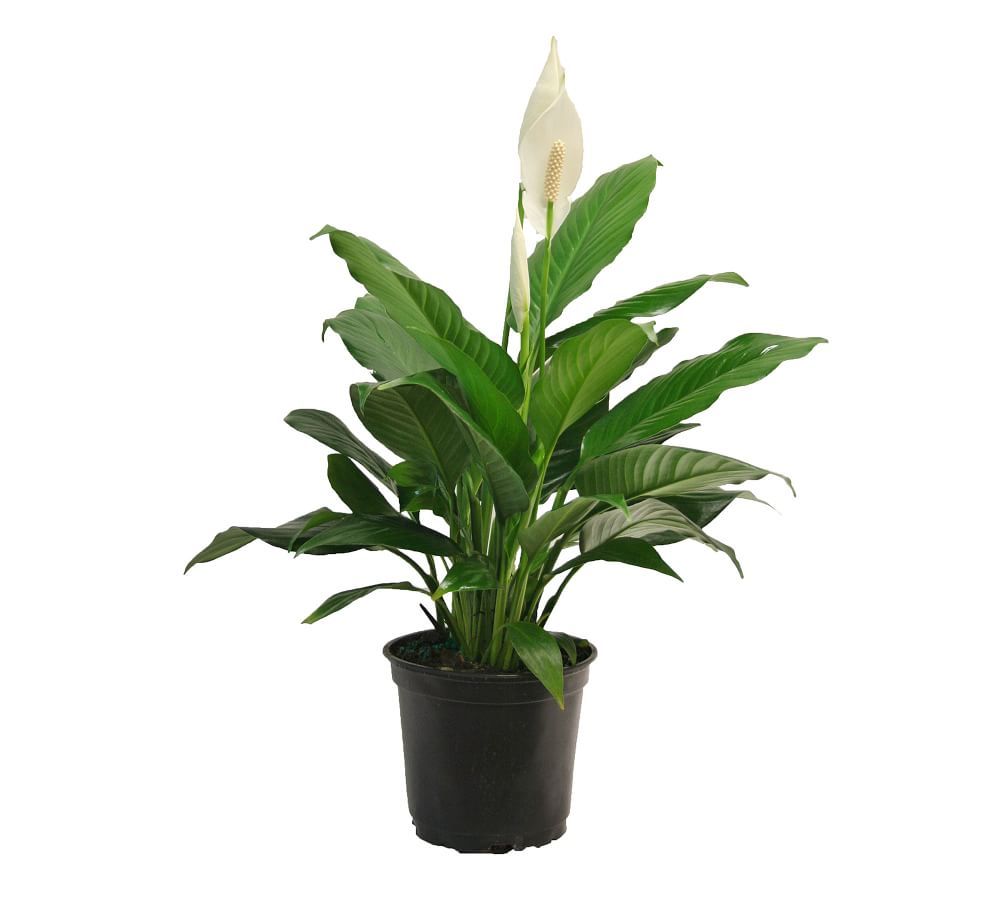 Fresh Peace Lily Plant | Pottery Barn (US)