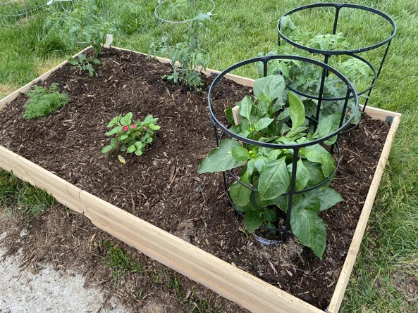 Arlmont & Co. 6 ft X 3 ft Wood Raised Garden Bed | Wayfair North America