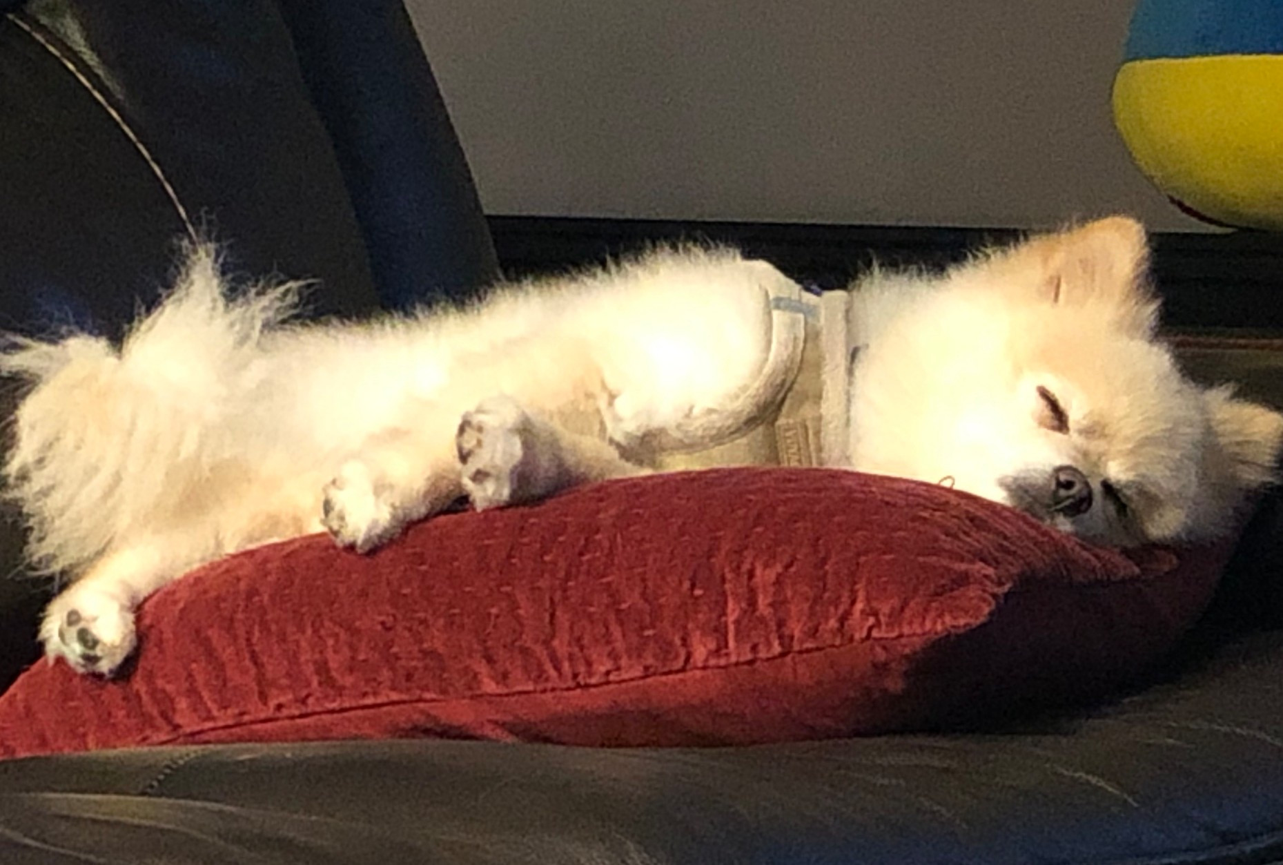 One of our everyday pet favorites 🐾
Razz always finds the coziest spot in the house.
Linked here for easy shopping 🤍

#LTKdayinmylife #LTKHome #LTKselfcare