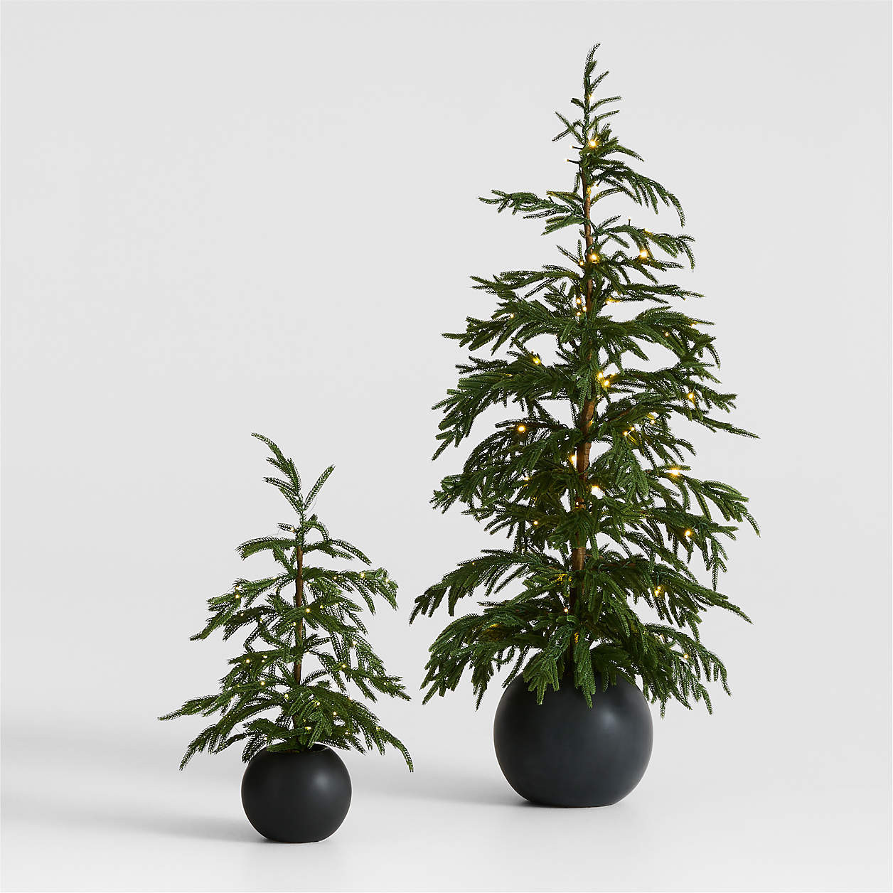 Potted Pre-Lit Norfolk Pine Tree 24" | Crate & Barrel | Crate & Barrel