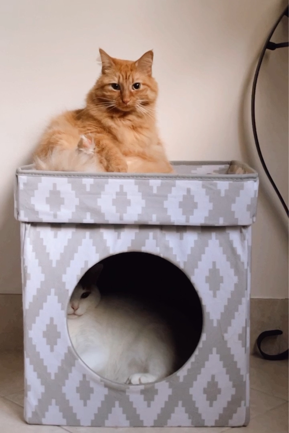 Kitty City Large Cat Bed, Stackable Cat Cube, Indoor Cat House/Cat Condo #LTKPets

#LTKunder50 #LTKfamily #LTKFind