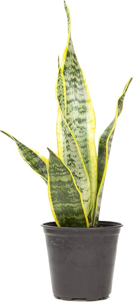 Live Snake Plant, Sansevieria trifasciata Laurentii, Fully Rooted Indoor House Plant in Pot, Moth... | Amazon (US)