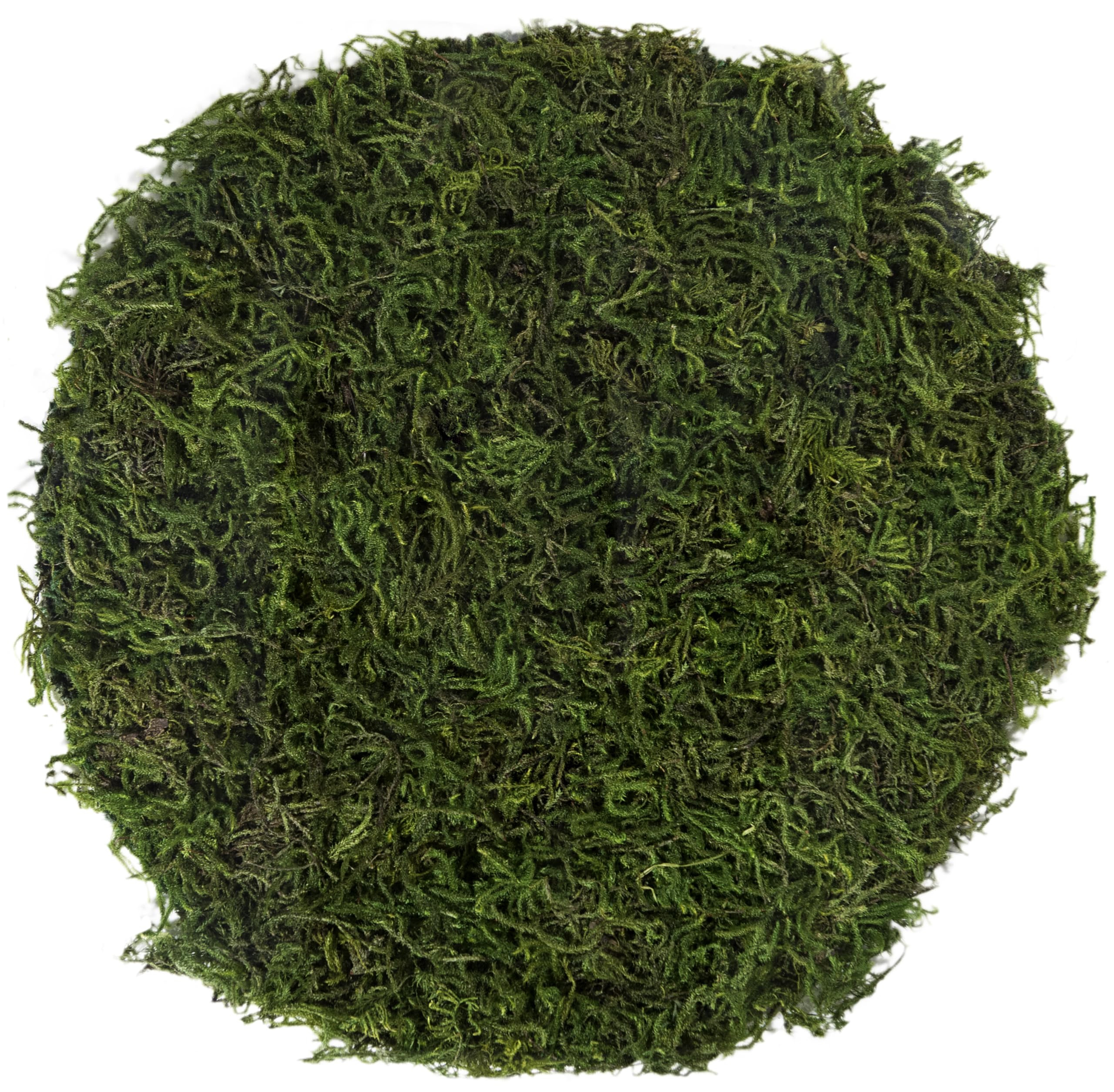 SuperMoss (26280) Mossy Placemat, Fairy Garden Table Wedding Decor Preserved Forest Moss, 12 in R... | Amazon (US)