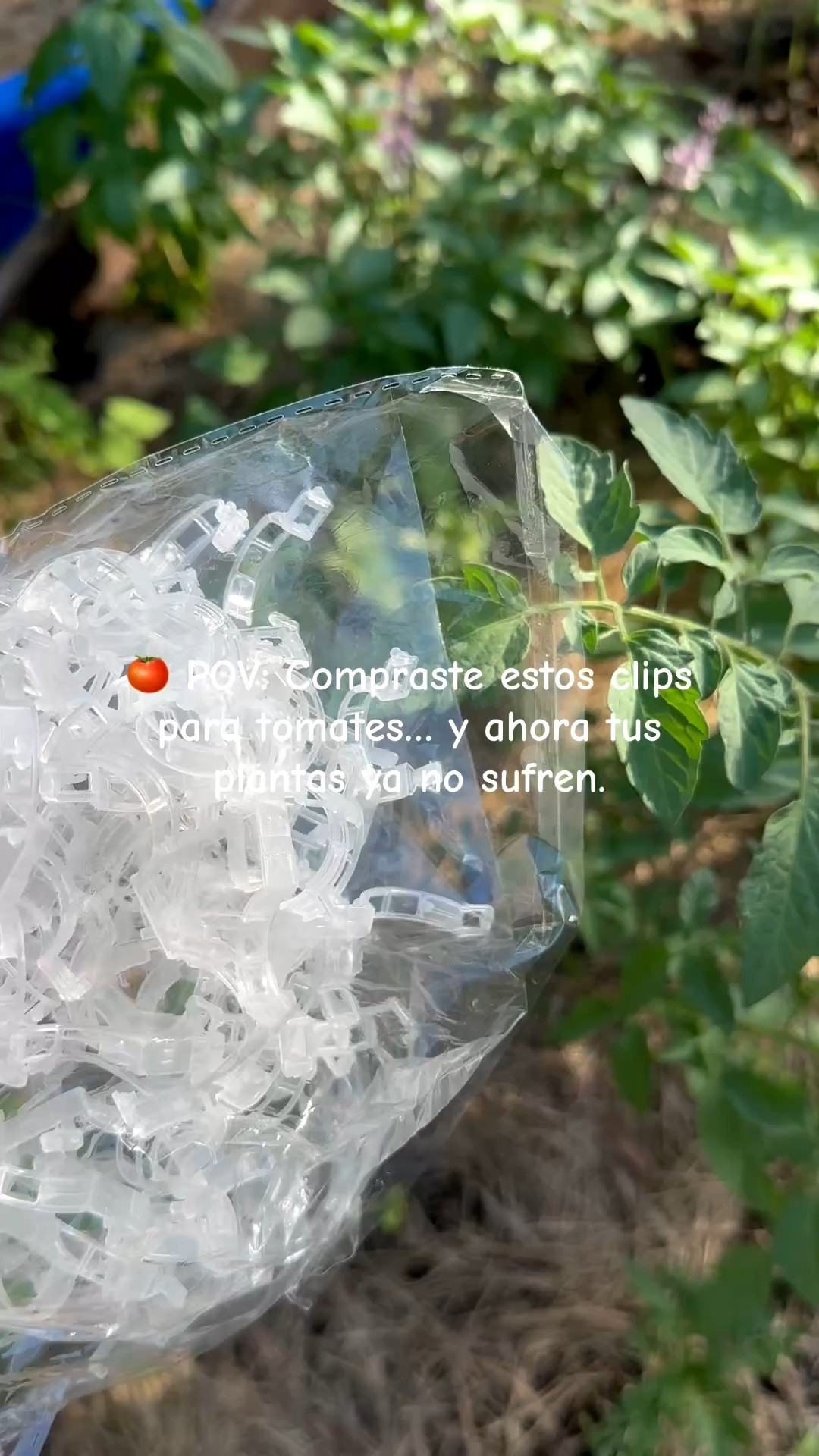 POV: Compraste estos clips para tomates… y ahora tus plantas ya no sufren. 🍅😂

No son caros, son fáciles de usar y ayudan muchísimo a mantener las ramas donde deben estar.

Las cosas pequeñas también cuentan en el jardín. 🌱💚

#TomatoPlants #GardenHack #Homestead #FloridaGardening #GrowYourOwnFood #BackyardGarden

#LTKHome #LTKSeasonal