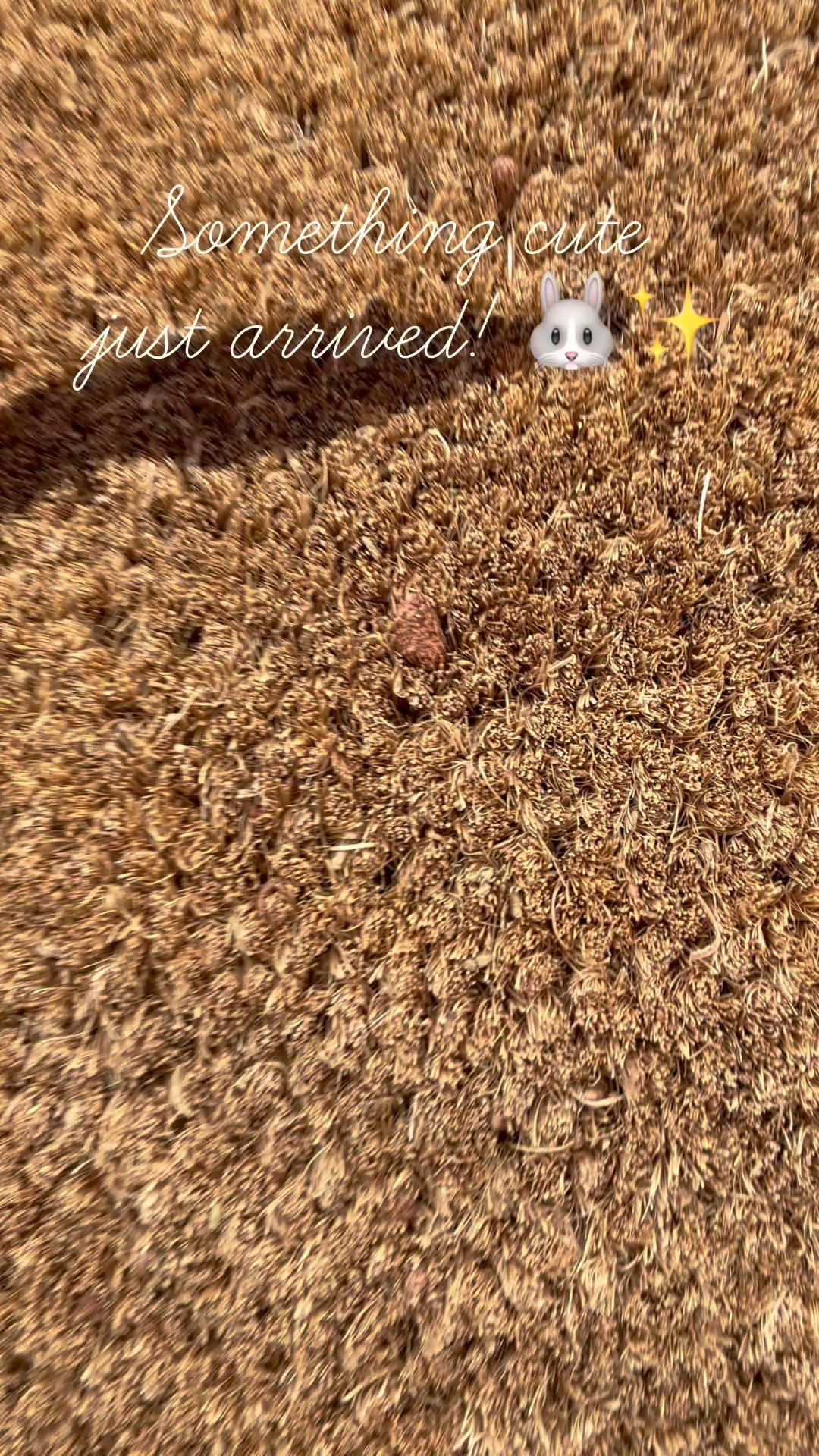 The perfect Easter doormat! 🐰✨ This cute Target find adds the sweetest touch to my front porch. Shop it now! 🏡💛 #EasterDecor #TargetStyle


#LTKSpringSale #LTKHome #LTKSeasonal