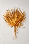 Dried Palmetto Bunch | Urban Outfitters (US and RoW)