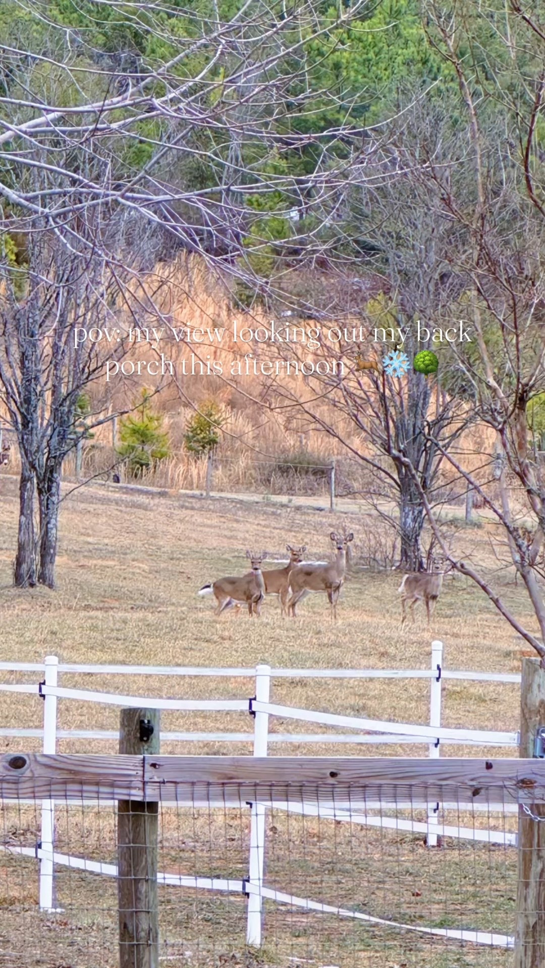 Decided this needed a permanent spot on the feed 🤭🦌🌳🐴🌾🫏 #backyardview #deerupondeer #winterwonderland #feelslikenarnia 

Just got both babies 🤱👶🏼 down for their naps 💤 a bit ago and LOOK (!!) 👀 at my current view 🦌🦌🦌🦌 off the back porch y’all!! 🌳🐴🌾🫏 Absolutely unreal!! 🥹😍 

Feels like I’m living in N A R N I A  these days ❄️🧺🌨️ - what a special sacred place this is and beautiful beyond words!! 🤍 Our sweet country farmhouse on the hill 🏡- I’ll never get over it!!! 🥰😍 #ourfarmhouseonthehill 

Also… all of the snow ❄️ upon snow ☃️ they’re calling for this weekend ahead 🤭🌨️🤗 called for a special little winter craft 🎨 this afternoon!! 🖍️ Happy FriYAY, y’all!! Let it snow, let it snow, let it snow!! 🤍 Y’all stay safe and warm 🔥 out there!! 🙏🏽