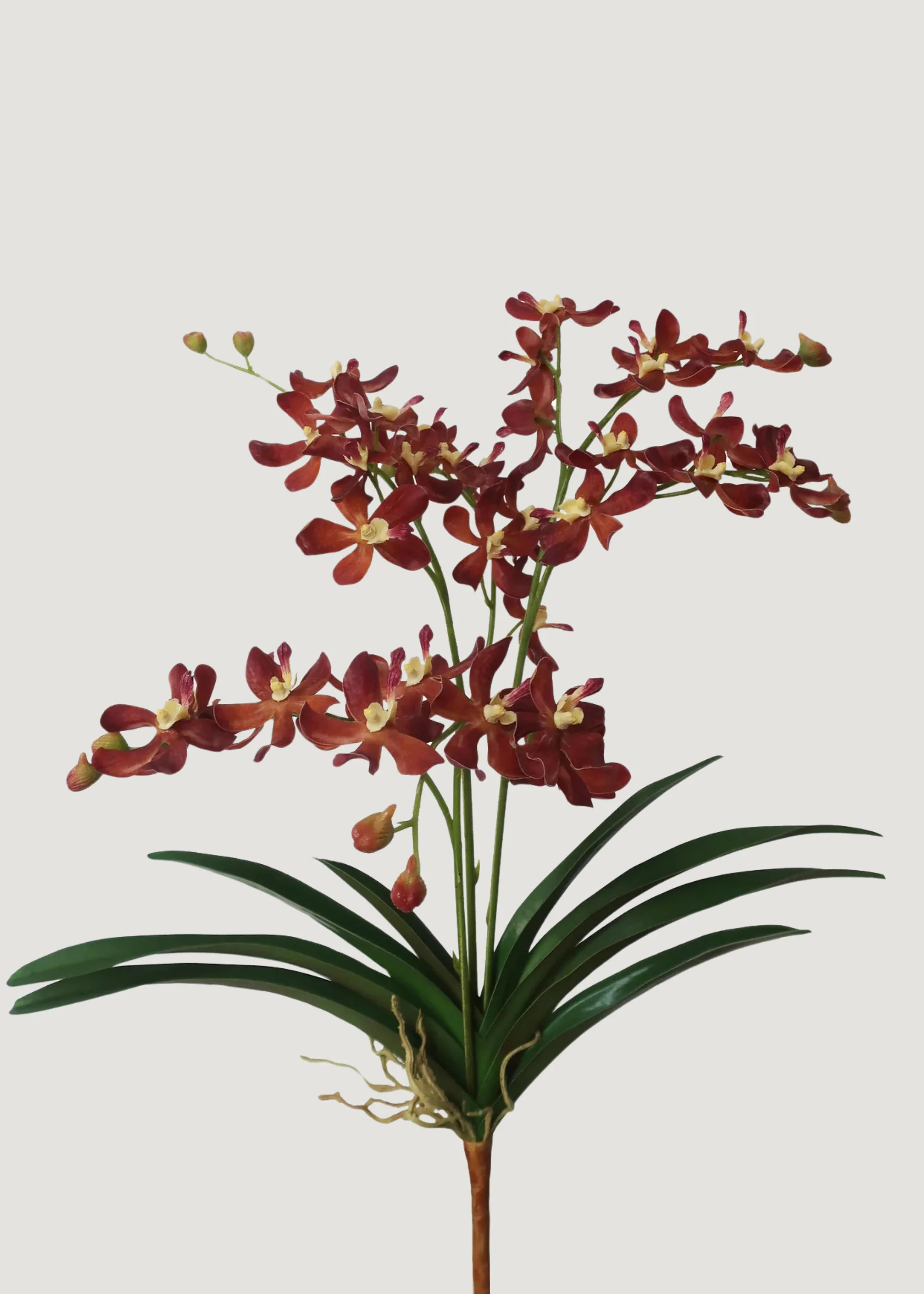 Mocha Brown Faux Blooming Vanda Orchid Plant - 25" | Afloral