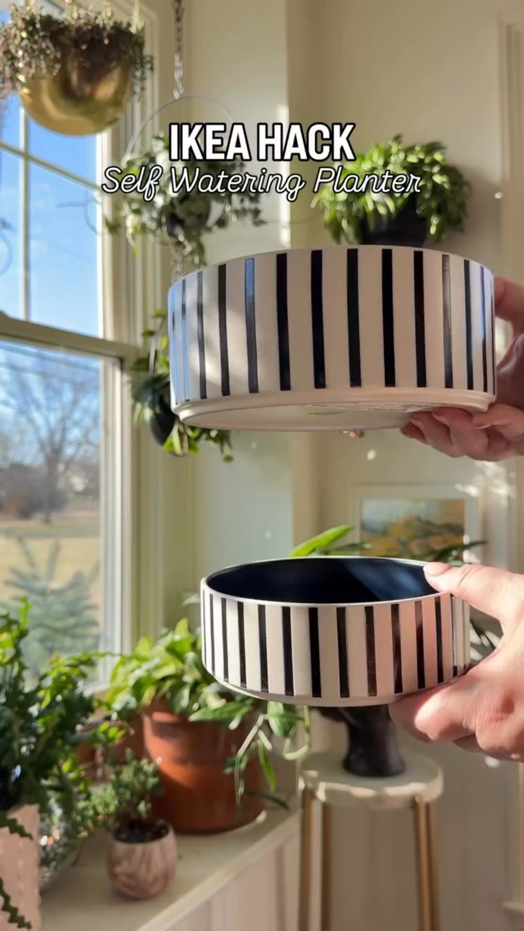 This is one of my favorite hack using Ikea pet bowls! We all know these stripes are just adorable, yes? All you need is a diamond drill bit and wicking cord and you are set to go!

#ikeafinds #ikeahack #selfwateringplanter #diyplanter #houseplantlover #plantstyling #plantsmakepeoplehappy #plantlover #houseplantclub