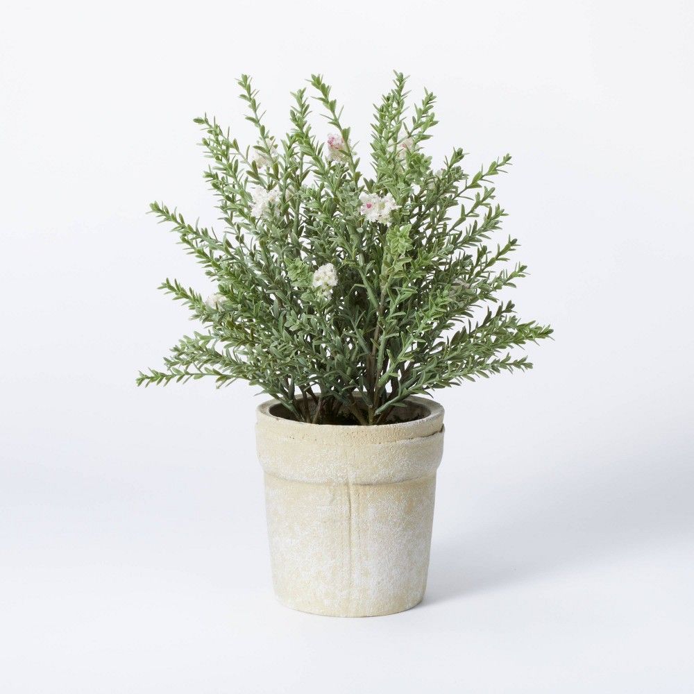 Flowering Thyme Potted - Threshold designed with Studio McGee | Target