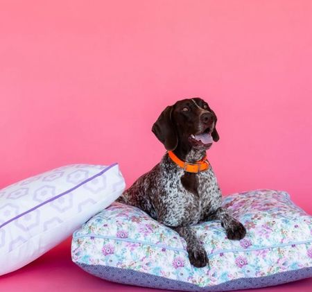 The cutest designer dog beds! 

#LTKhome #LTKGiftGuide