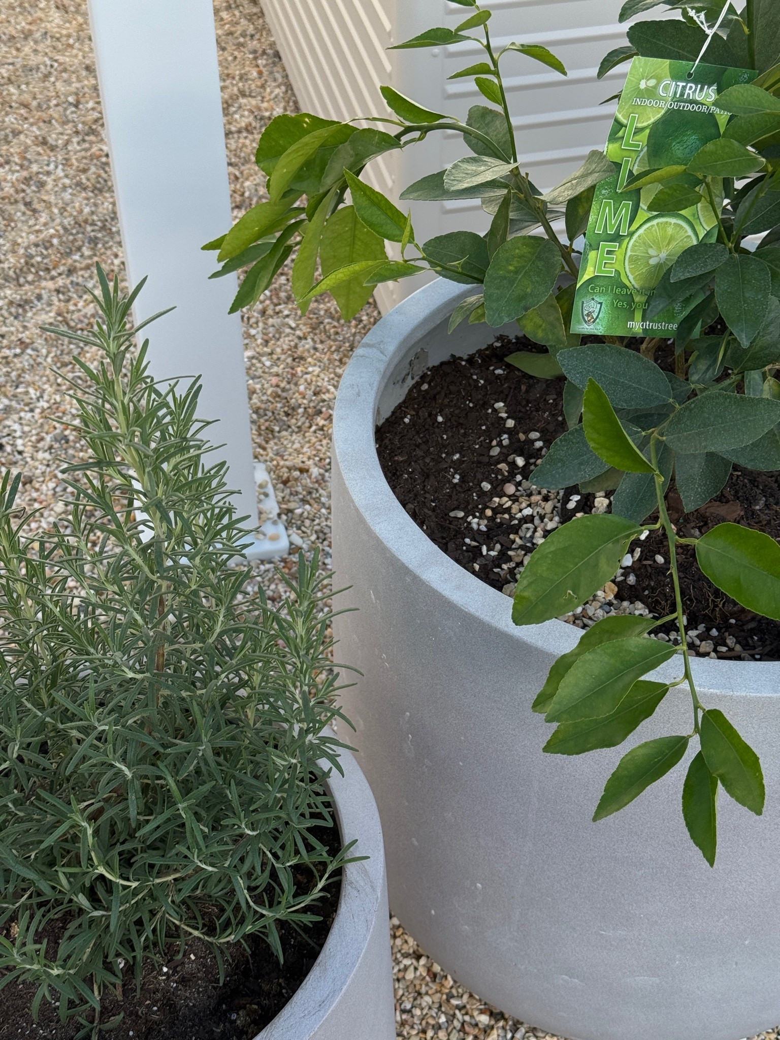 my favorite planters for any outdoor style 😍😍

#LTKHome #LTKSeasonal #LTKU