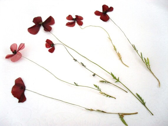 Dried Pressed Flowers / Botanicals. Small Poppy with stem and leaf. | Etsy (US)