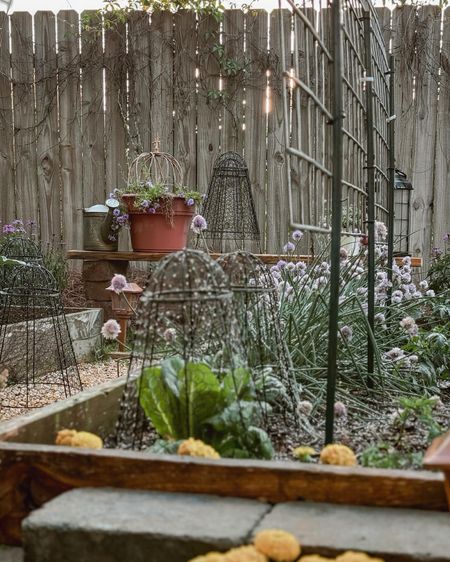 Cozy garden cloches. 🪴

#LTKhome #LTKSeasonal #LTKGiftGuide