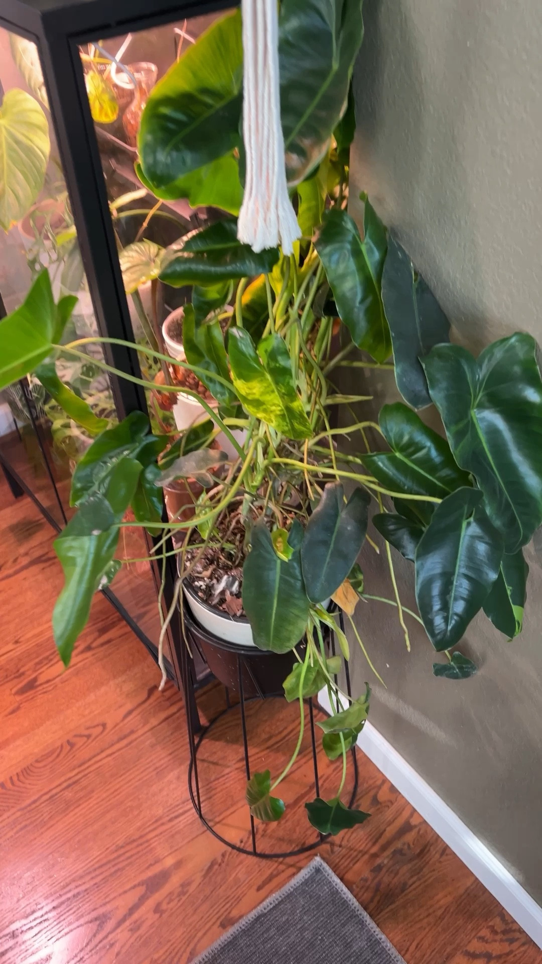 Check out my new cement planter 

#LTKhome