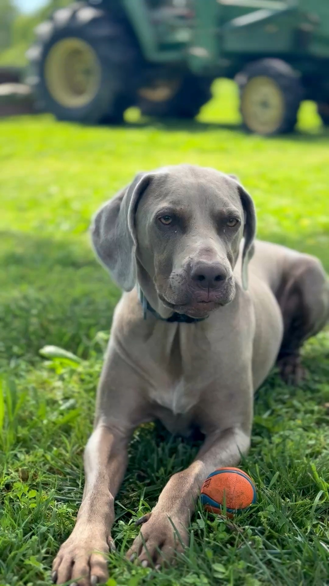My dog loves his Chuckit balls! They are so durable!! My mom actually ran one over with the tractor and nothing happened to it!! I highly recommend Chuckit balls, they’re the only toys he won’t destroy! 🐶

#LTKSaleAlert #LTKHome #LTKKids