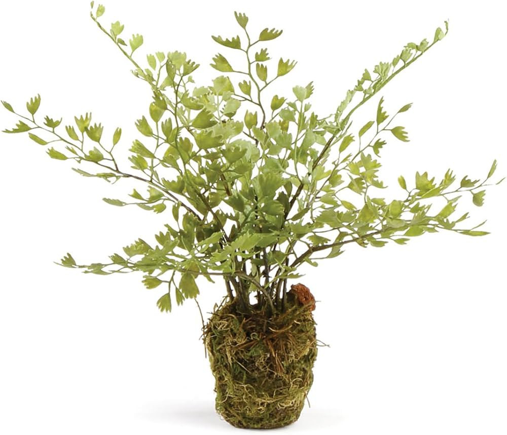 NAPA Home & Garden Conservatory Maidenhair Fern Drop-in 9" | Amazon (US)