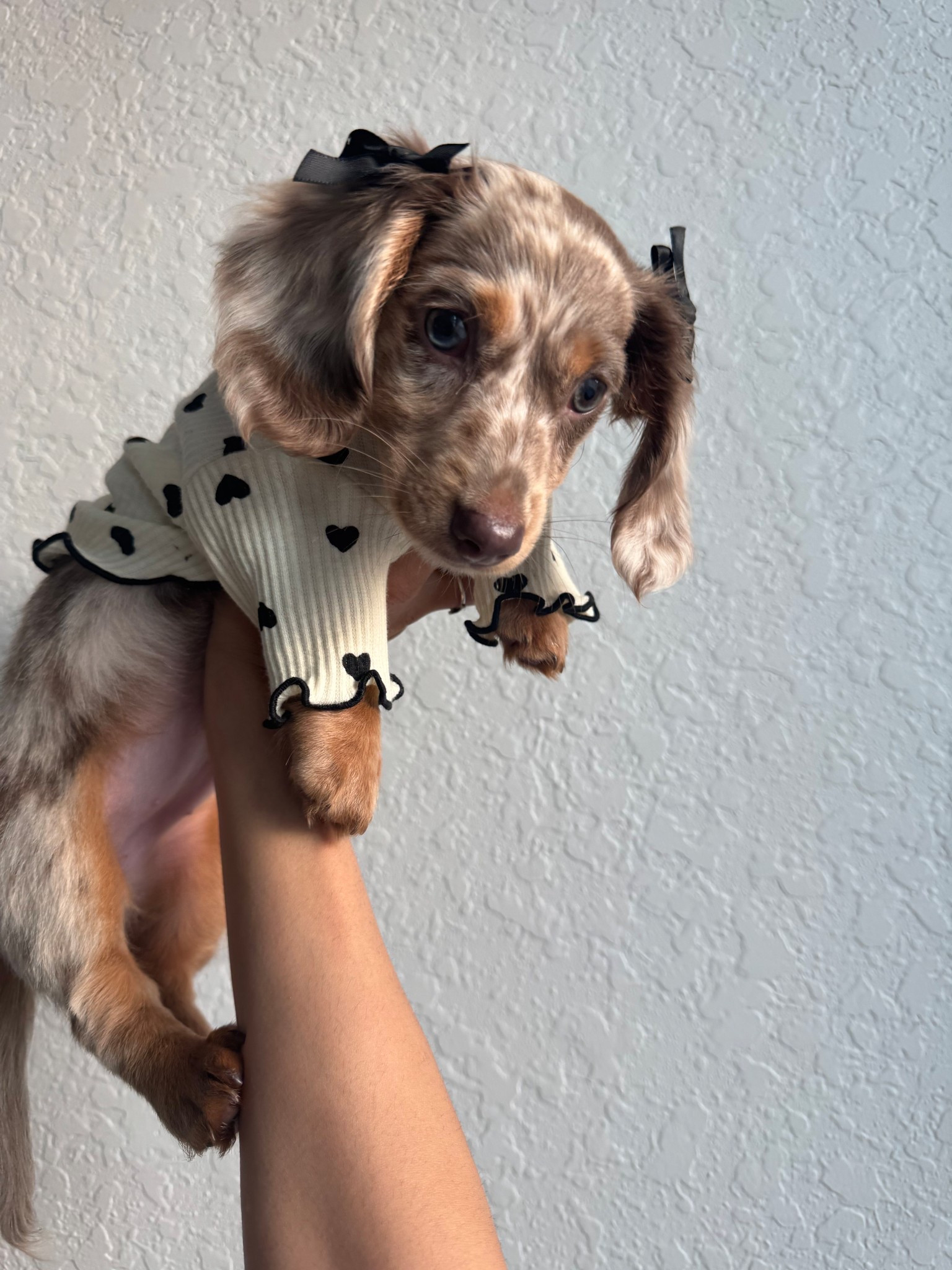 Sweater & bows! 

#LTKFindsUnder50 #LTKPets