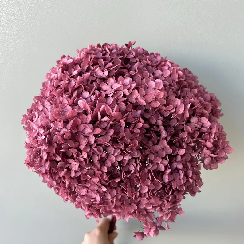 Large Premium Preserved Hydrangea/preserved Cream Full Bloomed Hydrangea - 8-10" Bloom - Etsy | Etsy (US)