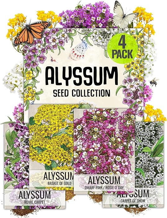 Seed Needs Heirloom Alyssum Flower Seed Packet Collection Variety Pack (Includes 4 Packets) Baske... | Amazon (US)