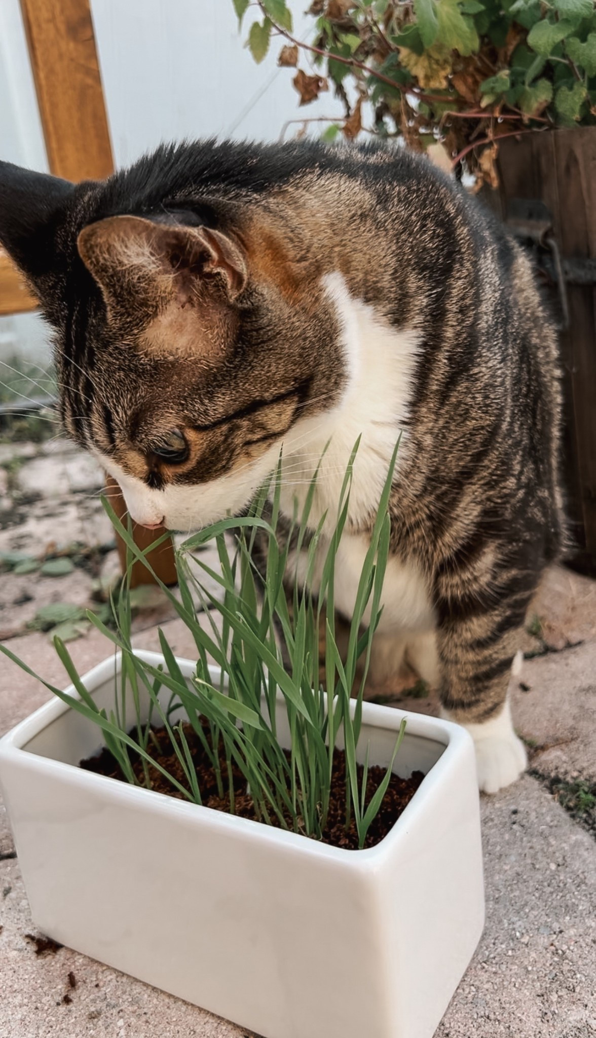 Want to create a cozy cat garden at home? Shop cat-safe plants like catnip, Valerian, cat thyme, and silver vine—plus find fun extras like cat grass growing kits to keep your pet entertained. These picks are perfect for treating your cat while keeping your space stylish and pet-safe!

#LTKFamily #LTKHome #LTKPets