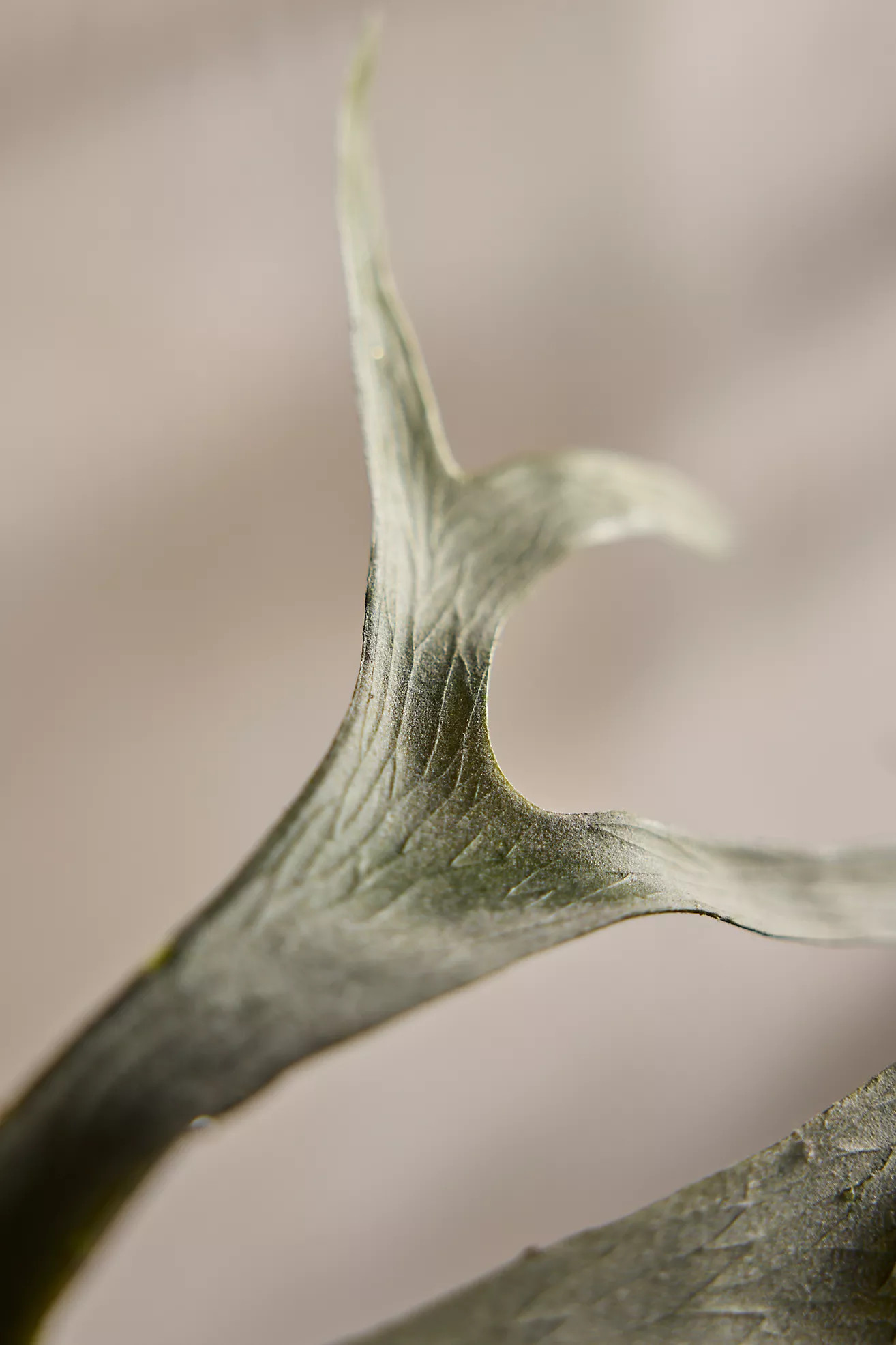 Faux Staghorn Fern Bush | Anthropologie (US)