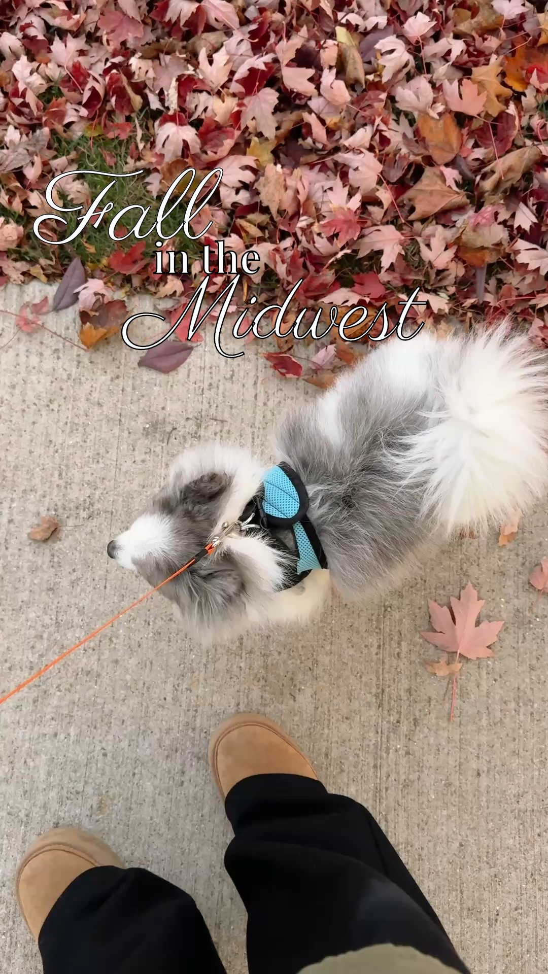 Fall in the Midwest 🍁 These Amazon wide leg sweats are my cozy go-to’s. 
Size: M but I would’ve sized down to a S
Linked my dogs harness and dual leash that is great for smaller dogs  

Fall boots 

#LTKActive #LTKPets #LTKFindsUnder50