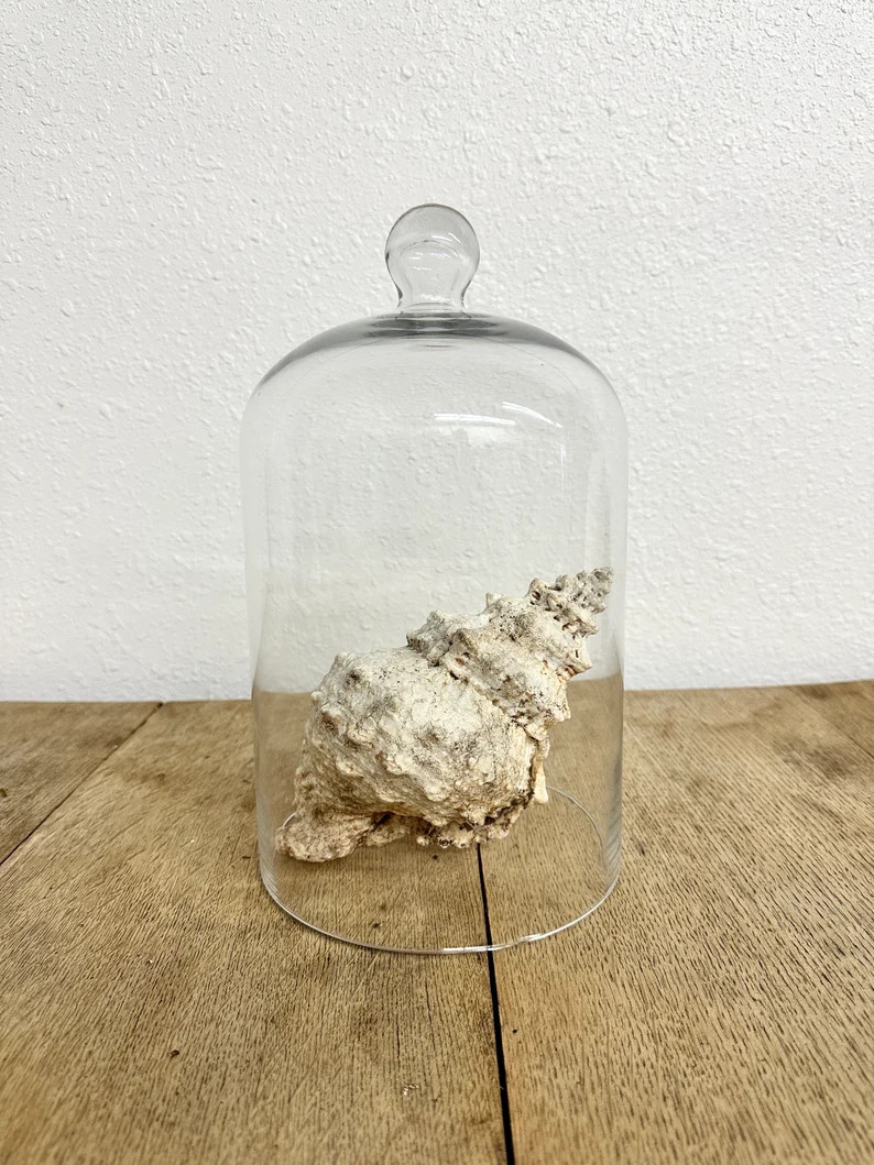 Glass Display Cloche Dome 12 Straight Sides for 8 Riser - Etsy | Etsy (US)
