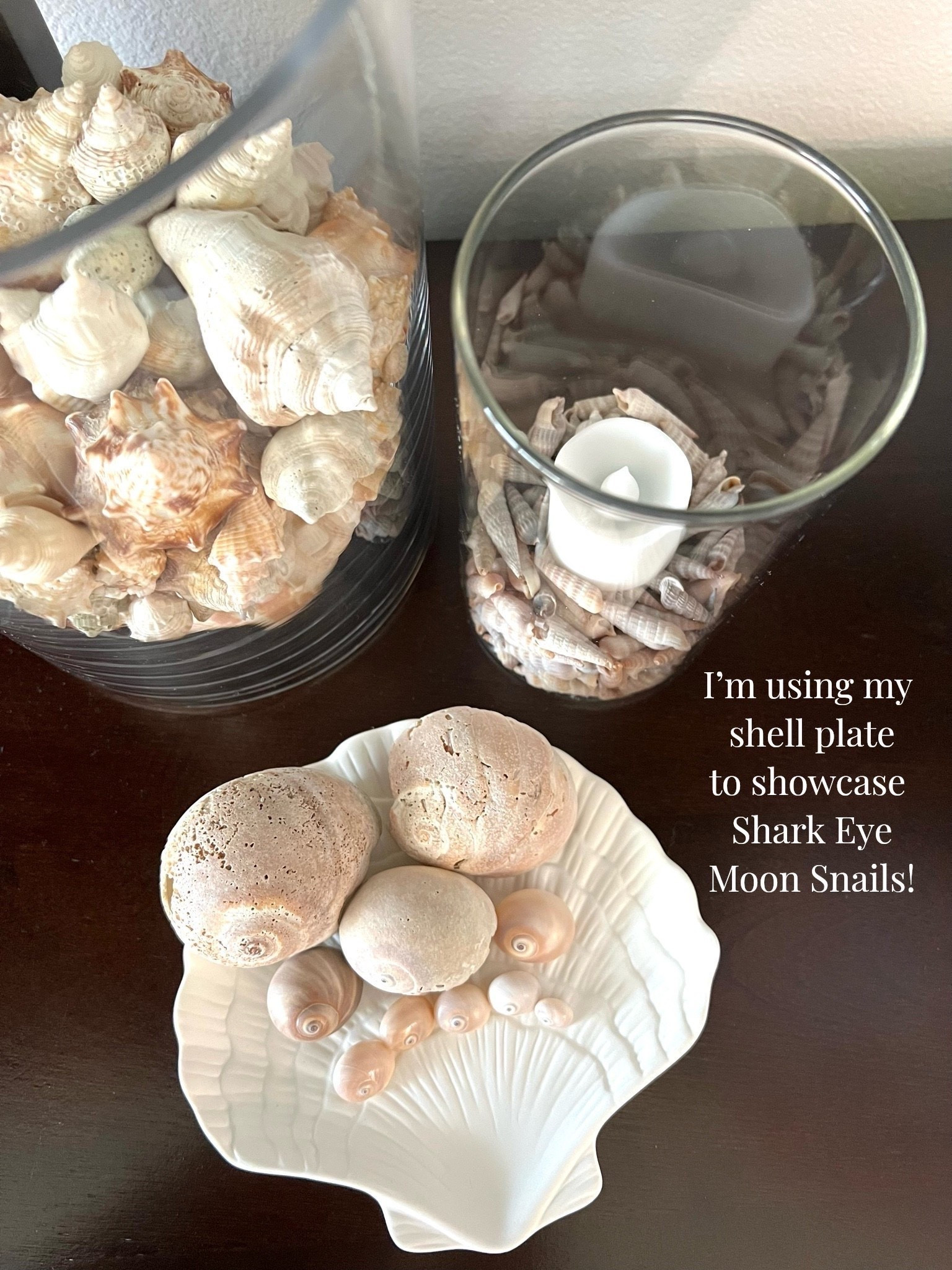 I’m using my decorative shell plate to display the shark eye moon snail shells I found at the beach the other day!

This beautiful decorative plate is only $10!

#LTKSeasonal #LTKHome #LTKstorytime