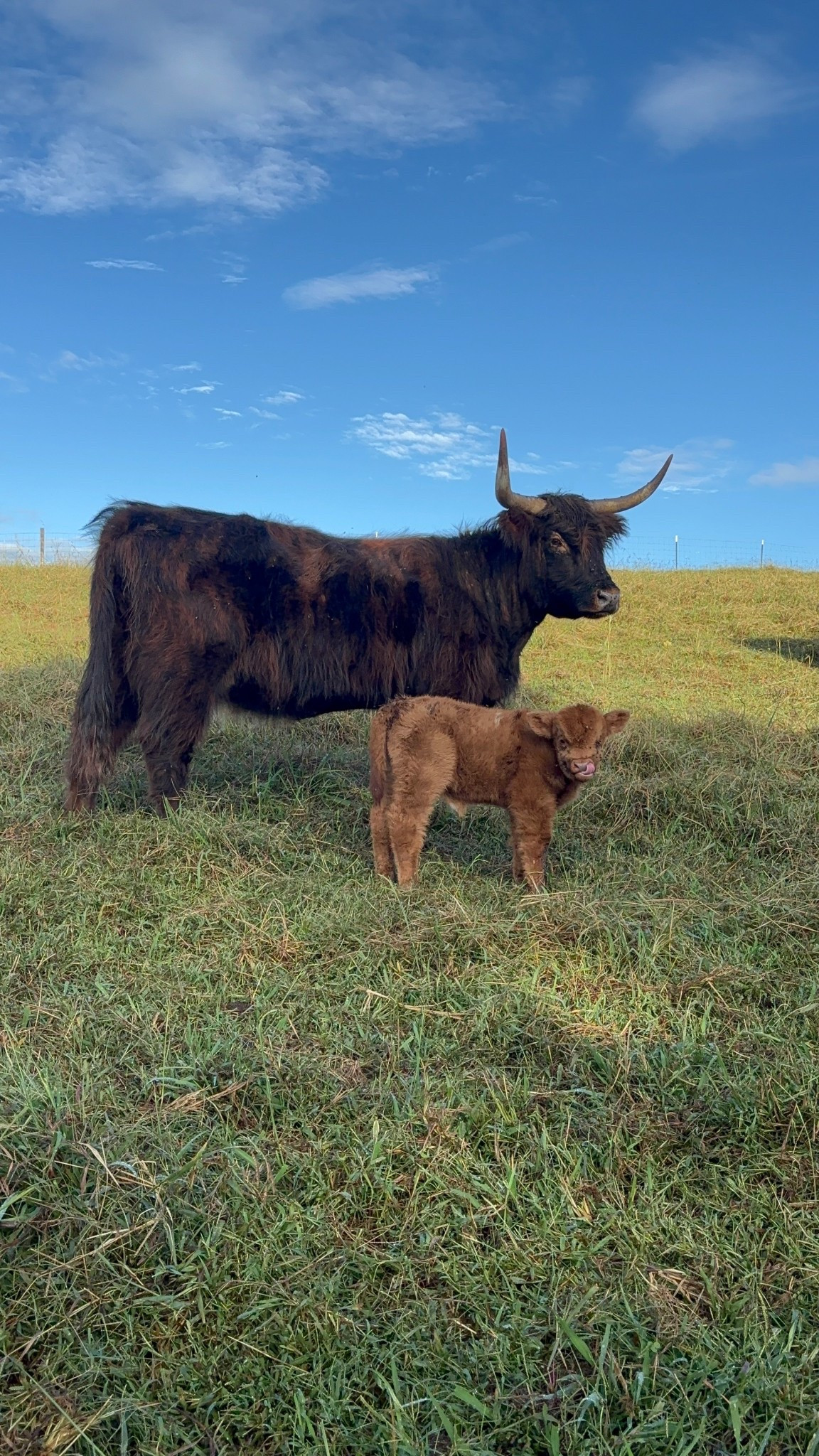 Not to be dramatic but I’d die for Norman 

#LTKFindsUnder100 #LTKHalloween #LTKParties