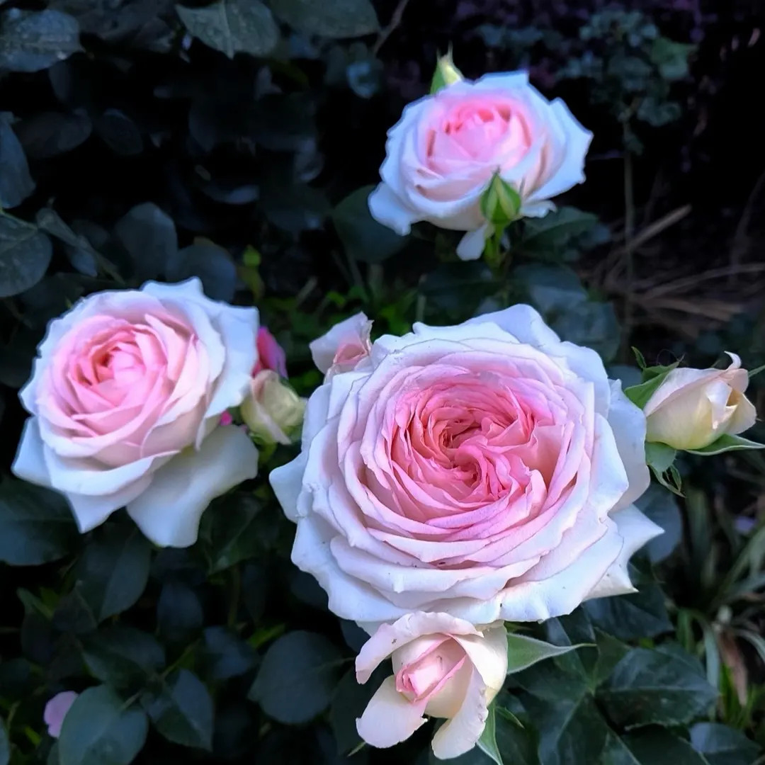 Ragazza rose plant. 米兰少女 very disease resistance. Easy care. Pretty rose. | Etsy (US)