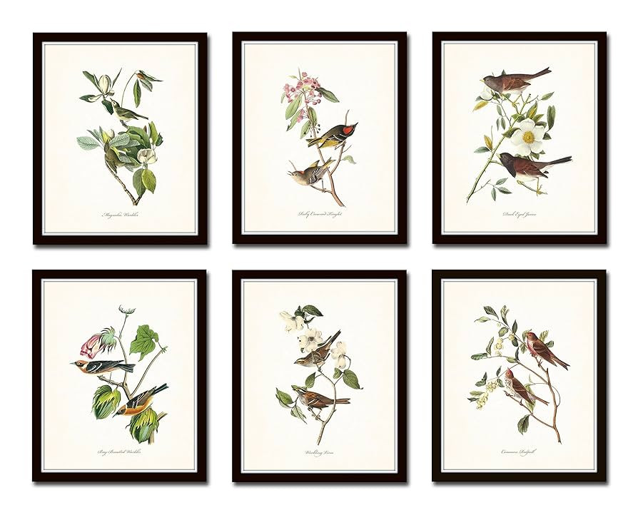Audubon Birds Print Set No.1 Set of 6 Vintage Bird Prints Home Decor Wall Art - Unframed - Nature... | Amazon (US)