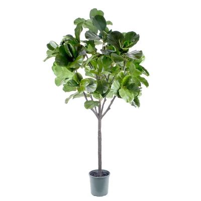 Artificial Flowers and Plants Fiddle Leaf Fig Tree in Pot Gracie Oaks Size: 71" H x 34" W x 34" D | Wayfair North America