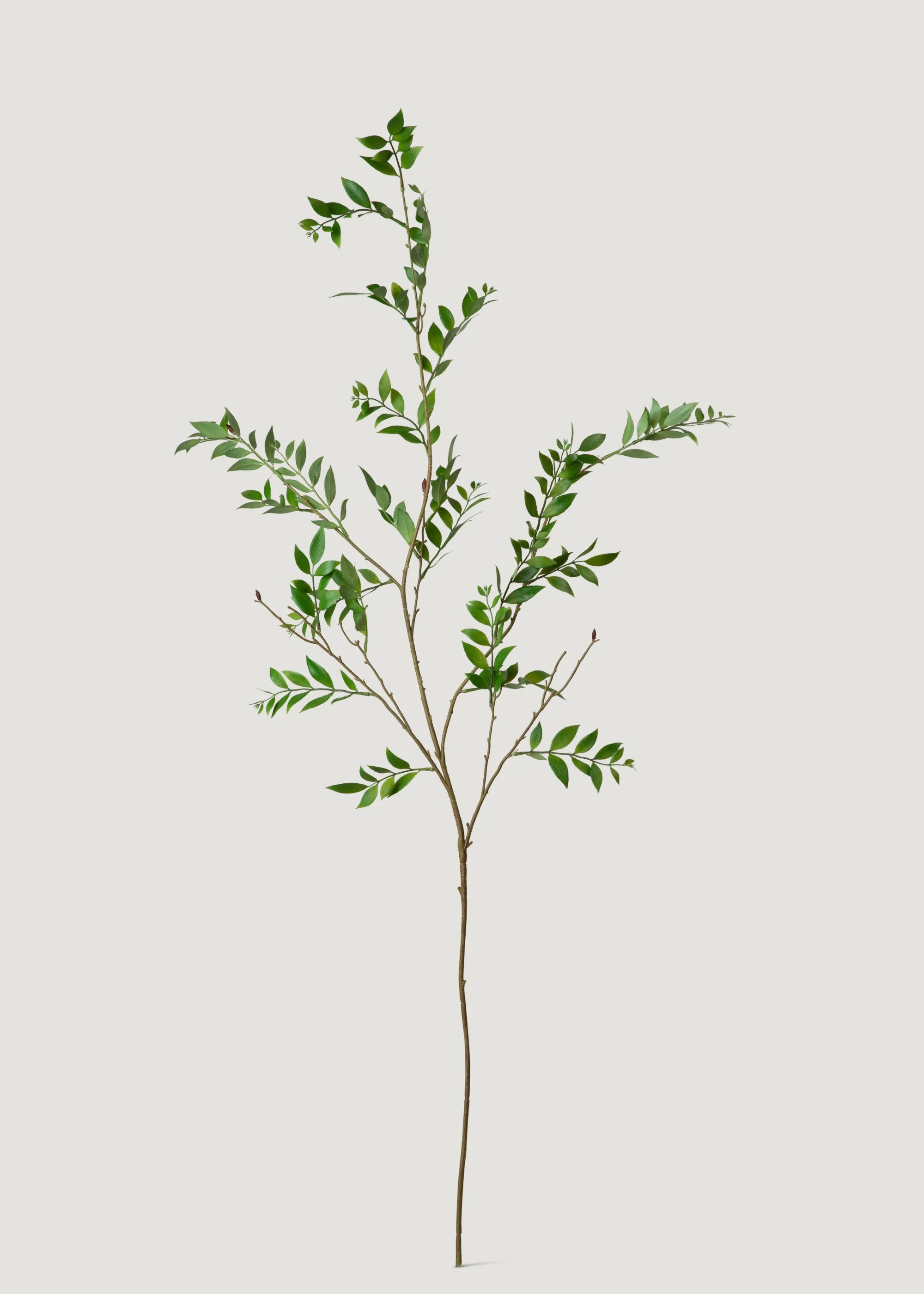 Tall Broadleaf Podocarpus Branch | Faux Branches & Greenery | Afloral | Afloral