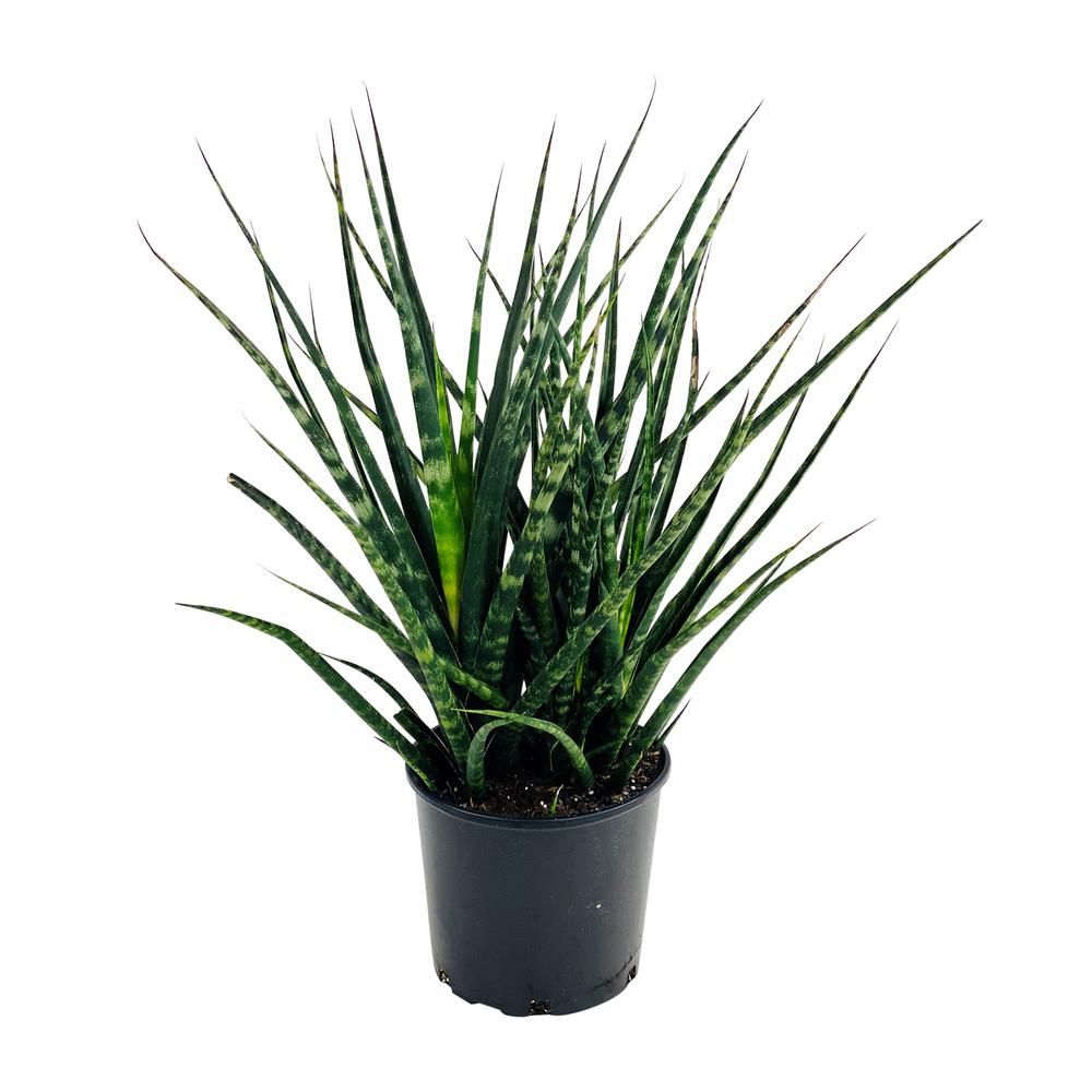 Pure Beauty Farms 1.9 Gal. Sansevieria Fernwood Snake Plant in 9.25 In. Grower's Pot-DC10SANFERNW... | The Home Depot