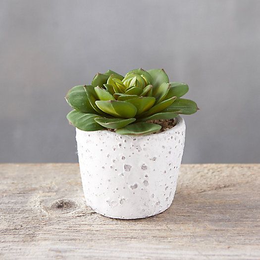 Faux Potted Succulent | Terrain