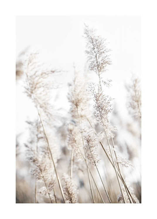 In the Reeds No2 (50x70) | Desenio