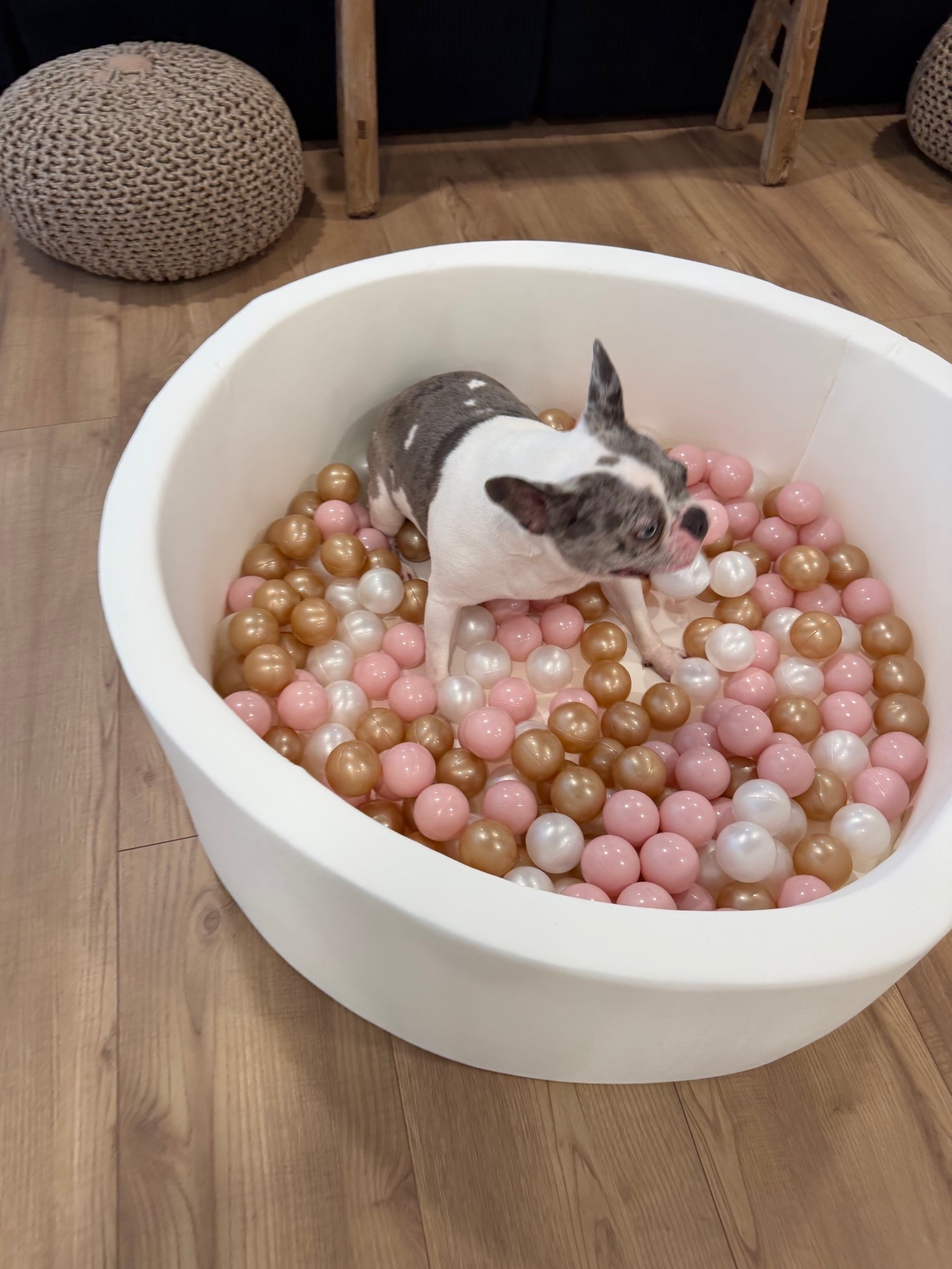 Scroll to shop! ✨ Dog must-haves. Everything is linked below.👇🏾

Desliza para comprar. ✨ Imprescindibles para perros.

📲 Download the free LTK app & follow me @kirasfashionfinds to shop all my daily finds.

#LTKHome #LTKvlog #LTKdayinmylife